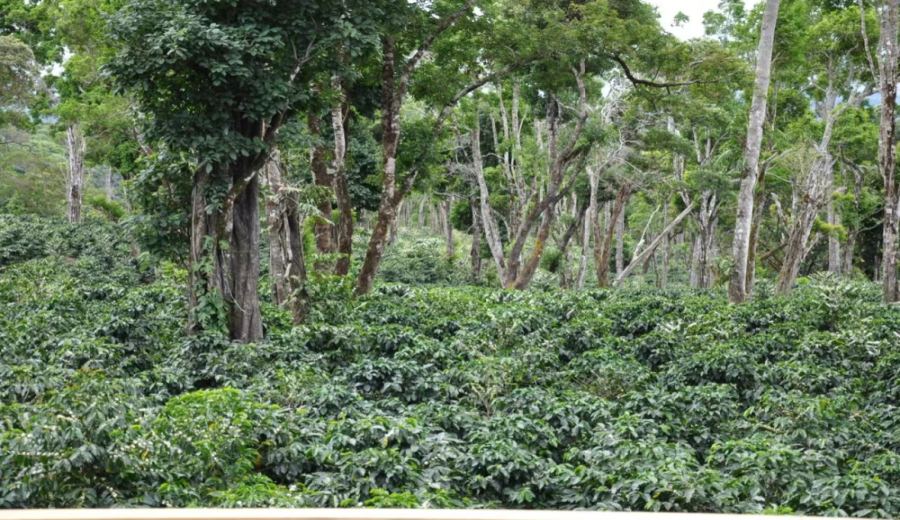 How to Brew Panamanian Flower Dance Coffee? Flavor Guide & Brewing Tutorial for a Geisha Blend with Natural Processing