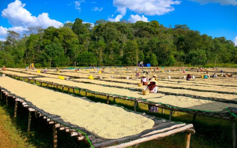 How to brew Yirgacheffe washed Guji Dingding? Essential light-to-medium roast flavors and parameters for pour over beginners