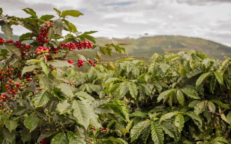 Colombia vs Brazil Coffee Beans: Flavor Differences and Extraction Secrets of Medium-Dark Roast Blends