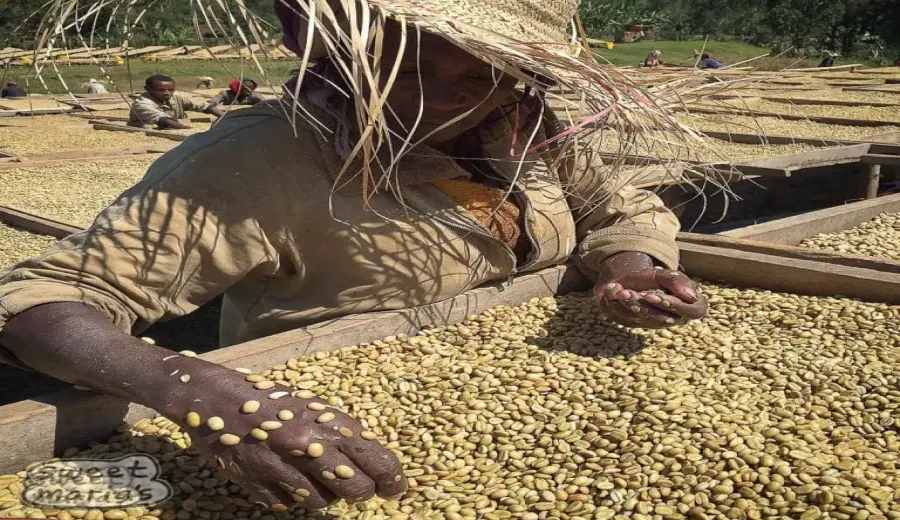 Ethiopian Yirgacheffe Worka Coffee Beans: Anaerobic Natural Processing & Fruit-Forward Flavor Profile