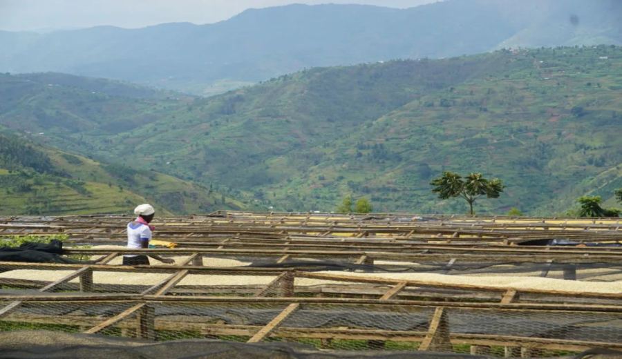 Ethiopia 74110 Coffee Variety: Disease Resistance Genes & Flavor Analysis – Is It Suitable for Pour Over?