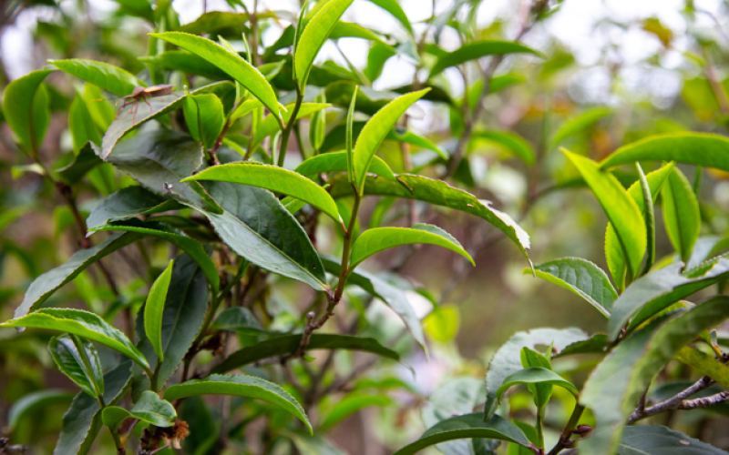 Unveiling the Origins of Yunnan’s High-Mountain Purple-Red Tea | A Complete Analysis of Anthocyanin Content and Tasting Profile