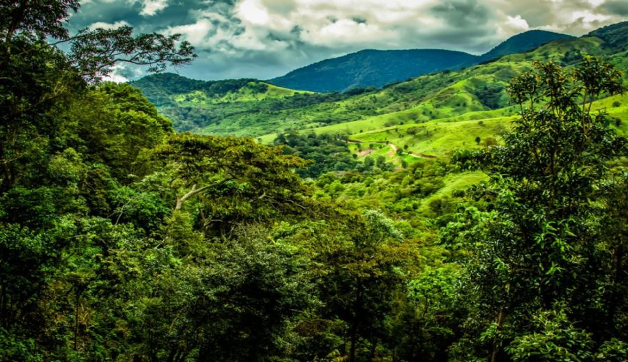 Panama Deborah Estate Geisha Tasting: A Comprehensive Guide to Environment, Processing & Pour Over Flavors