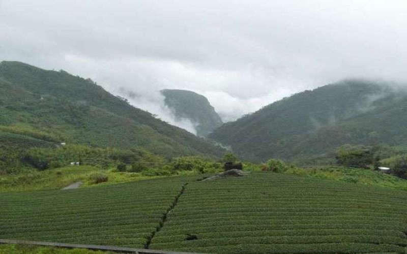 Unveiling the Taiwan Red Jade Tea Variety | The Origins of Its Unique Minty-Honey Aroma and Blending Guide