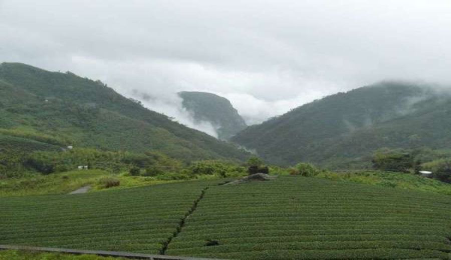Unveiling the Taiwan Red Jade Tea Variety | The Origins of Its Unique Minty-Honey Aroma and Blending Guide