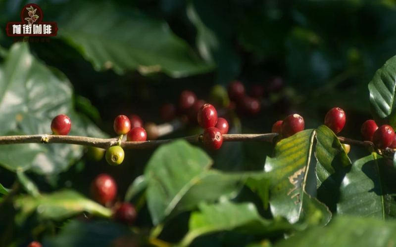 Ethiopian Heirloom vs Geisha: Flavor Analysis of Yirgacheffe Washed Beans & V60 Brewing Techniques