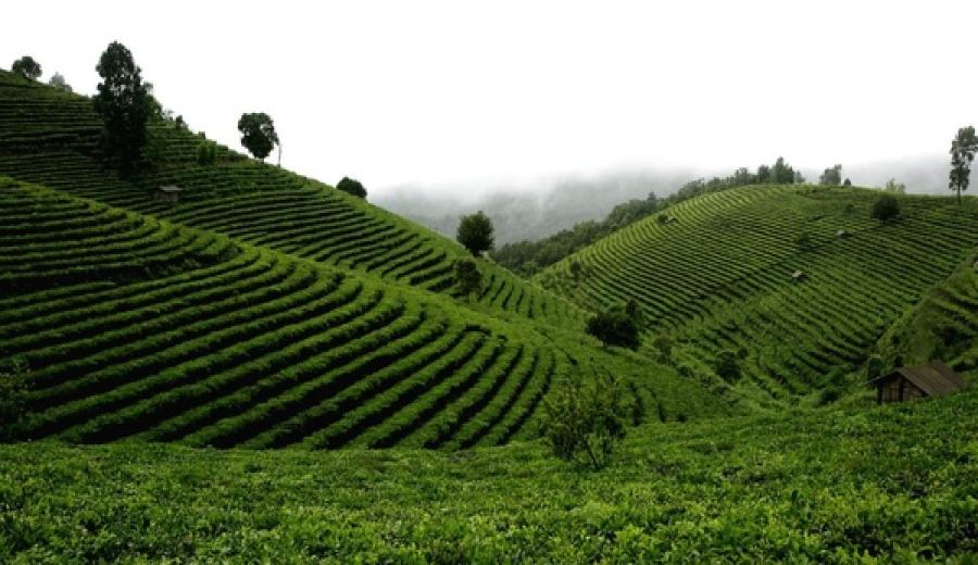 Analysis of Why First Flush Darjeeling Black Tea Appears Green | Comparative Analysis of Yunnan, Taiwan, and Fujian Tea-Growing Regions