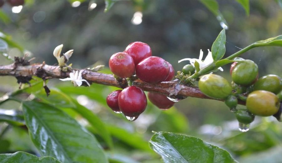 Recommended Coffee Beans with Low Acidity and Pleasant Aftertaste | Pour Over and Daily Brewing Parameter Guide