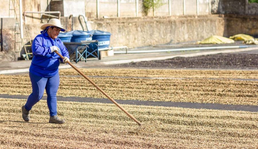 Brazilian Cerrado Mineiro Red Bourbon Coffee Beans: A Complete Guide to Flavor, Roasting, and Pour Over Brewing