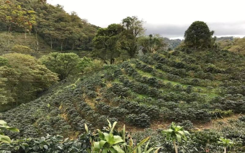 Complete Guide to Guatemalan Coffee Regions: 8 Flavor Profiles, Processing Methods & Brewing Tips