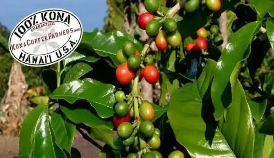 The Secret Behind the High Price of Hawaiian Kona Coffee: A Comprehensive Analysis of Terroir, History, and Varietal