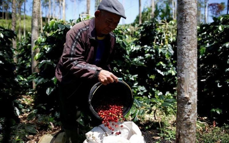 A Comprehensive Guide to Indonesia’s Five Renowned Coffee Brands: Wet-Hulling Process and Golden Mandheling Flavor Profiles