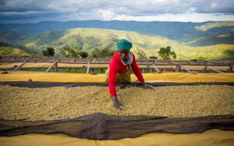 Ethiopian Ghelana Farm Gesha Coffee: Single-Varietal Cultivation & Flavor Profile | Recommended Pour Over Coffee