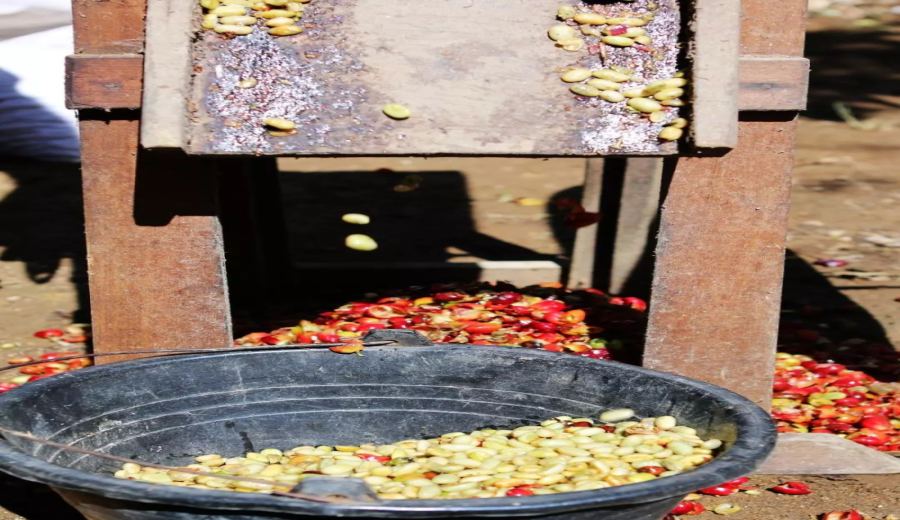 Analysis of Indonesia's Mandheling Wet-Hulled Processing Method: Origins, Horsehoe Bean Formation, and Three Classic Bean Flavor Profiles