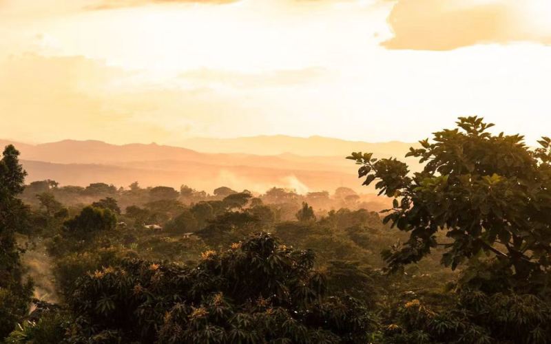 A Complete Guide to Ethiopian Coffee Bean Grading from G1 to G9 | Differences in Quality and Flavor Between Washed and Natural Processed Beans