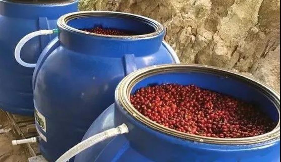 How does the rose aroma in Colombian Rose Valley coffee beans come about? Understanding natural flavors through anaerobic fermentation