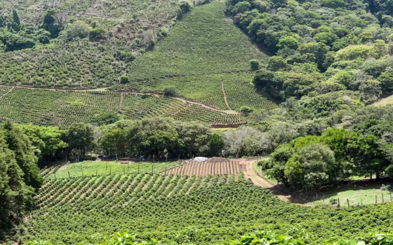 Getting Started with Colombian Huila Caturra Coffee Beans: Flavor Profile & Pour Over Tips