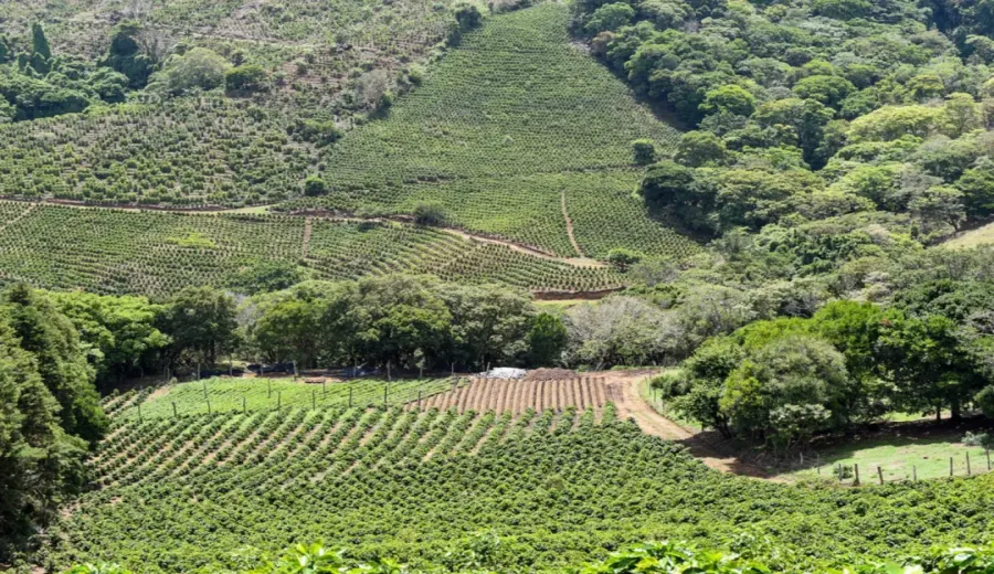Getting Started with Colombian Huila Caturra Coffee Beans: Flavor Profile & Pour Over Tips