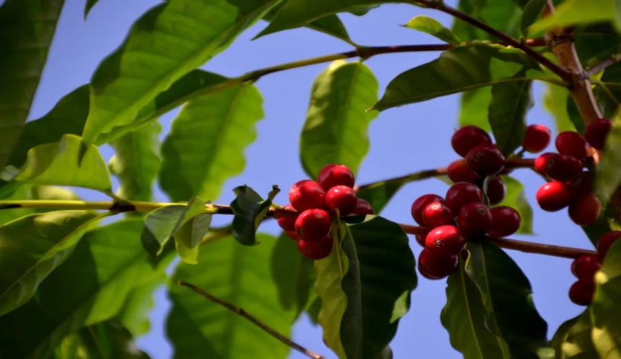 2027 Hawaii Coffee New Labeling Law: How the 51% Origin Threshold Affects Price and Quality?