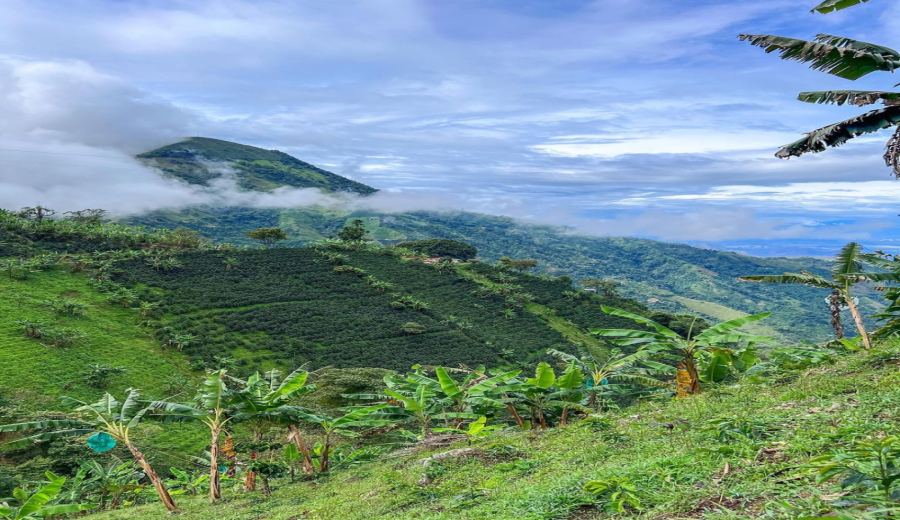 How to Choose Low-Caffeine Colombian Huila Beans? Complete Guide to Swiss Water Processing and Pour Over Parameters
