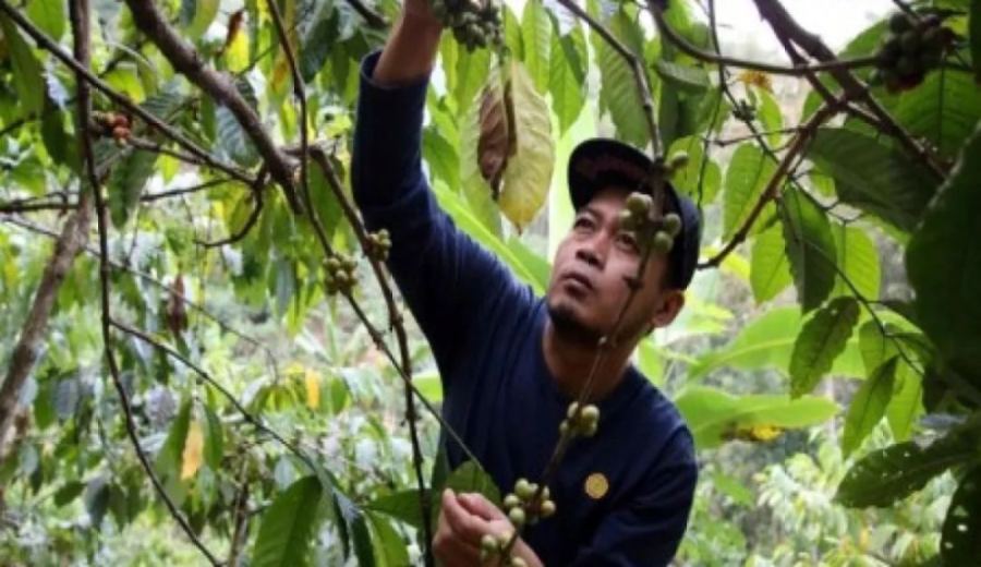 El Niño Phenomenon Impacts Major Coffee-Producing Regions: A Comprehensive Analysis of Price Fluctuations and Quality Challenges