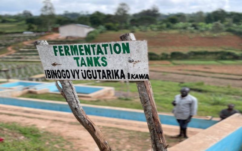 The Revival of Rwandan Coffee: Washed Processing and the Secrets of Specialty Beans in the Land of a Thousand Hills