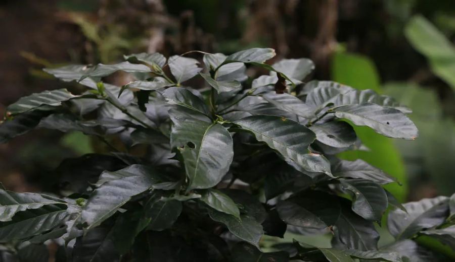 Analysis of the Catimor Coffee Variety: Characteristics, Flavor Profile, and the Impact of Its Robusta-Derived High Yield