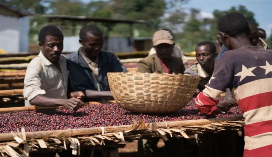 Ethiopia’s Kafa Forest: A Wild Arabica Gene Bank and the Secrets of Sustainable Cultivation