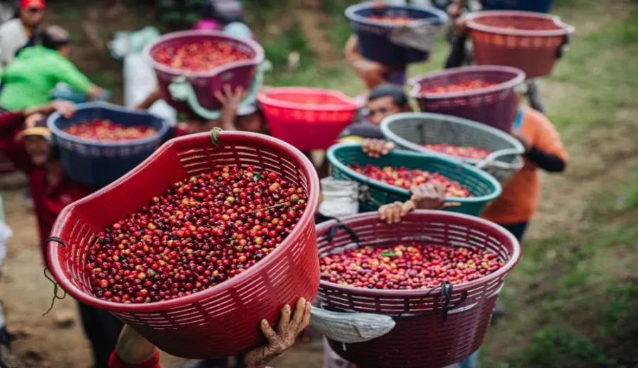 Crisis of Coffee Variety Patenting: How Smallholder Farmers Worldwide Are Responding to Variety Monopoly Challenges