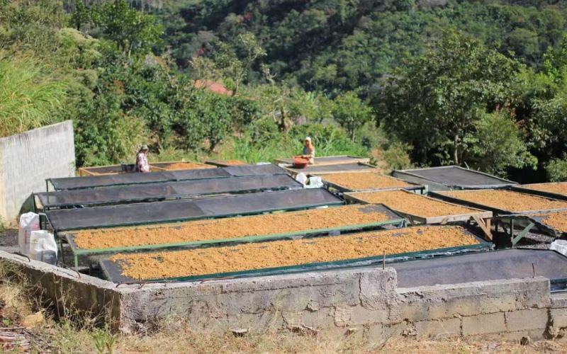 Flavor Comparison and Pour Over Recommendations for Two Classic Processing Methods from Costa Rica’s Tarrazú Region