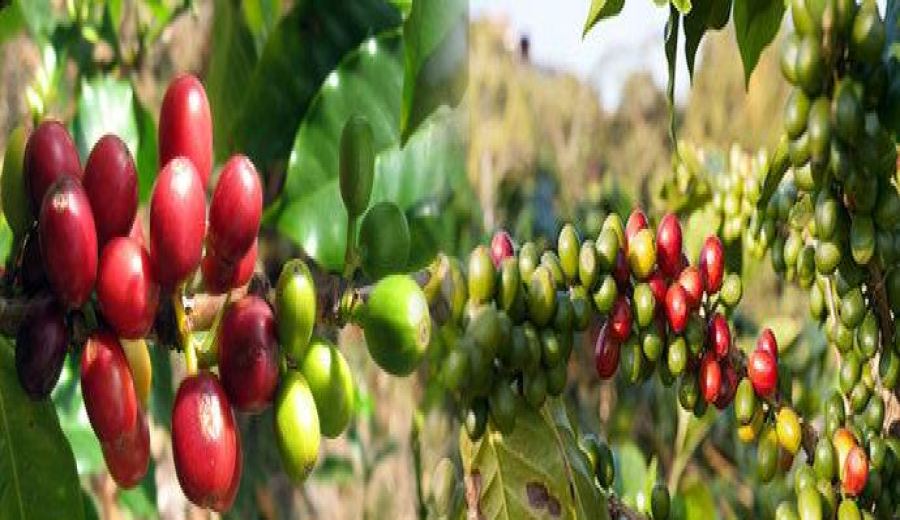 In-depth Analysis of Indonesian Mandheling Coffee: Wet-Hulled Process, Varietal Characteristics, and Flavor Experience