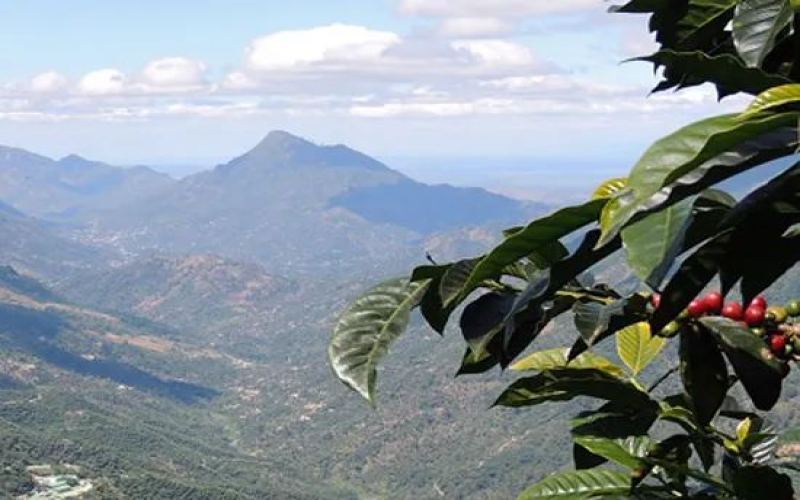 Flavor Profile of Guatemala’s Nuevo Oriente Geisha | Honey Process Pour Over Parameters & Regional Characteristics