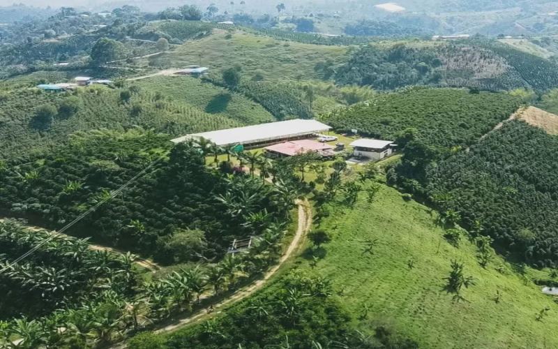 Front Street Coffee's Pour Over Guide for Colombian Huila Coffee Beans: Parameters, Flavor Profile & KONO Filter Application