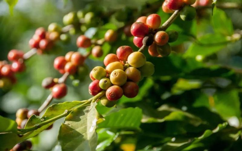From Planting to Flavor: An In-Depth Guide to Arabica Coffee Bean Origins and Grades