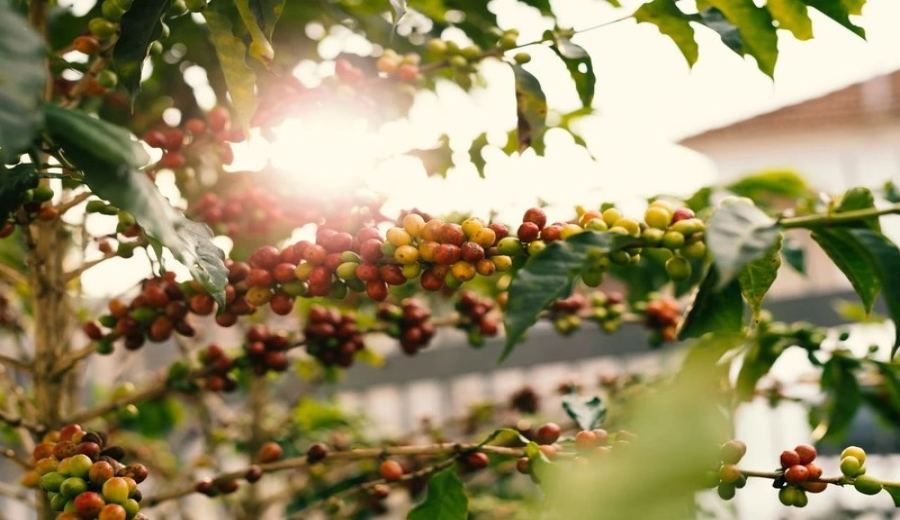 How to choose a pour over coffee? Roast level determines sweetness and fruit flavor layers