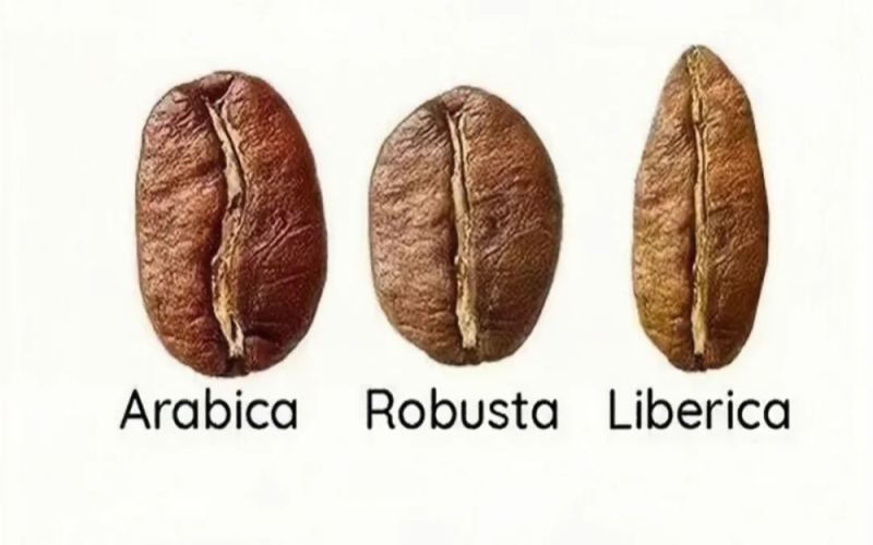 Unveiling Maragogype: The Flavors and Cultivation Challenges of the Arabica Giant