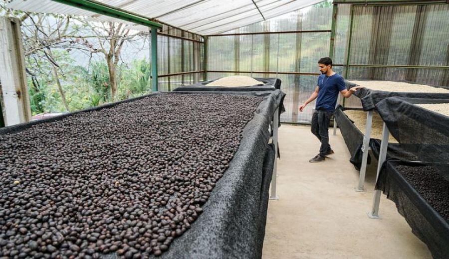 Bolivian Hacienda Warique Java Coffee Beans: A Comprehensive Guide to Natural Processing and Smallholder Farming