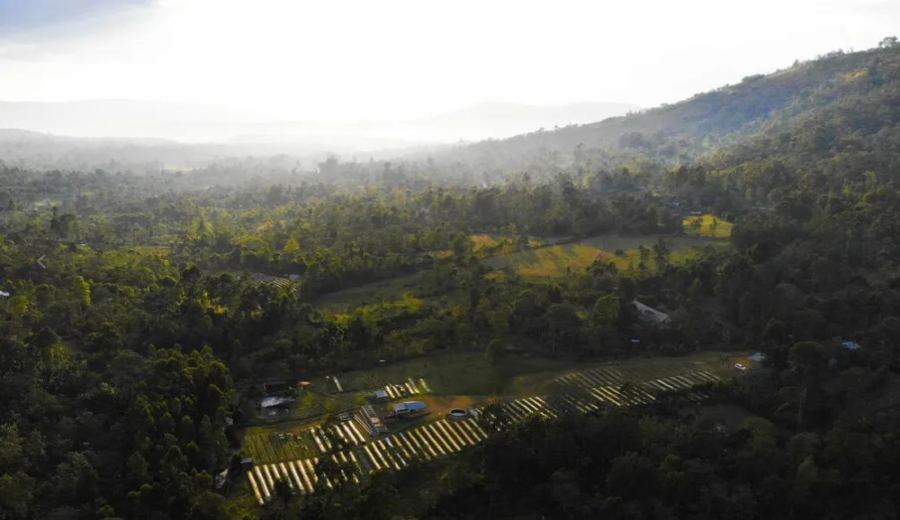How to Choose the Chaka Lot from Ethiopia’s Gesha Village? Flavor Profile & Brewing Tips for a High-Value Blended Bean