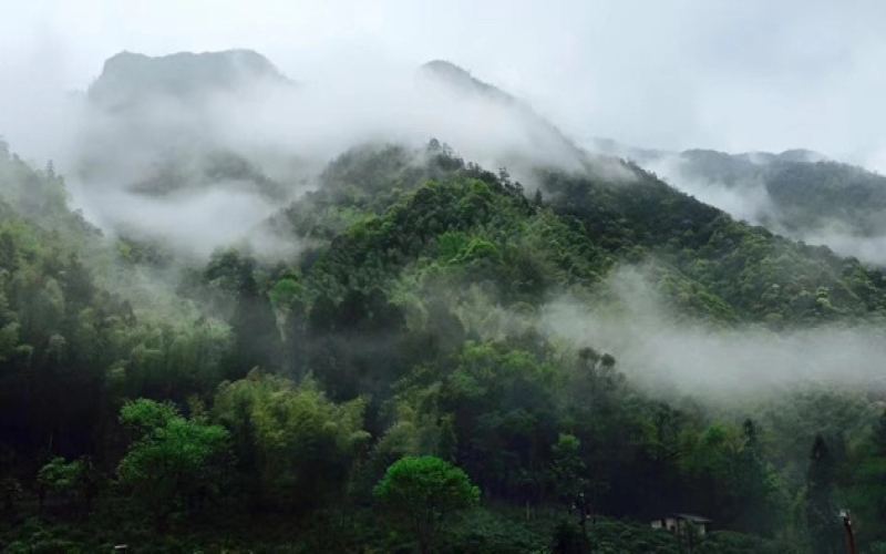 How to distinguish between Zhengshan Xiaozhong and Waishan Xiaozhong? What’s the difference between smoked tea, Xingcun tea, and Tongmu black tea?
