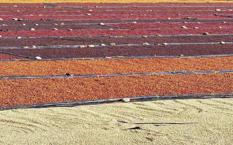 Complete Guide to Costa Rican Honey Process Coffee: From Yellow Honey to Black Honey, Exploring Flavors and Pour Over Techniques
