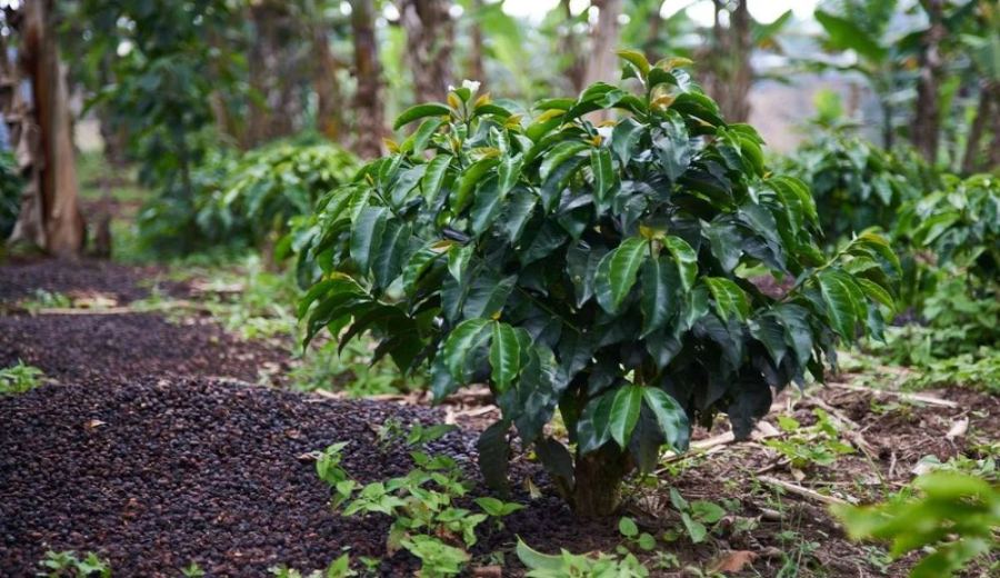 How to Choose Light-to-Medium Roast Floral Coffee Beans? Master Roast Level & Pour Over Flavor in One Go