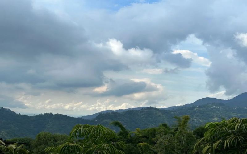 A Comprehensive Guide to the Jamaica Blue Mountain Coffee Region: Flavor Characteristics and Authentic Cultivation Practices