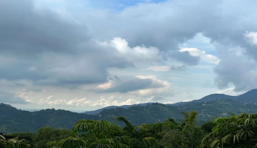 A Comprehensive Guide to the Jamaica Blue Mountain Coffee Region: Flavor Characteristics and Authentic Cultivation Practices