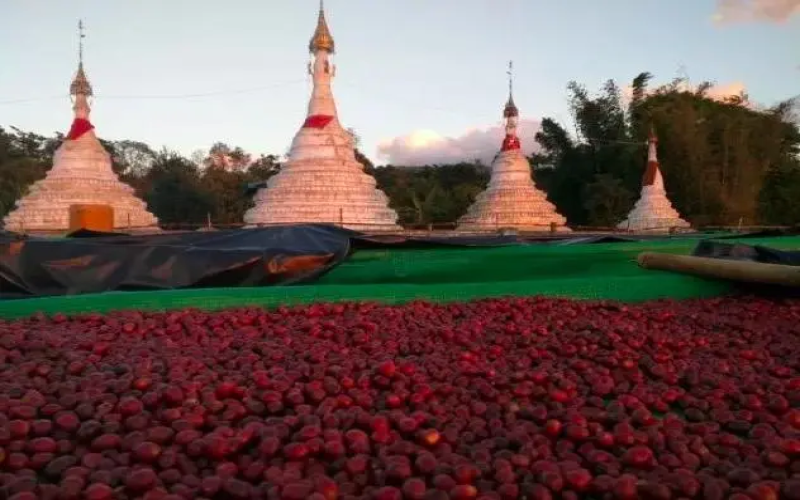 Myanmar Expands Coffee Plantations by 279,000 Acres in 2024: Export Bottlenecks & Potential Flavor Profiles at a Glance
