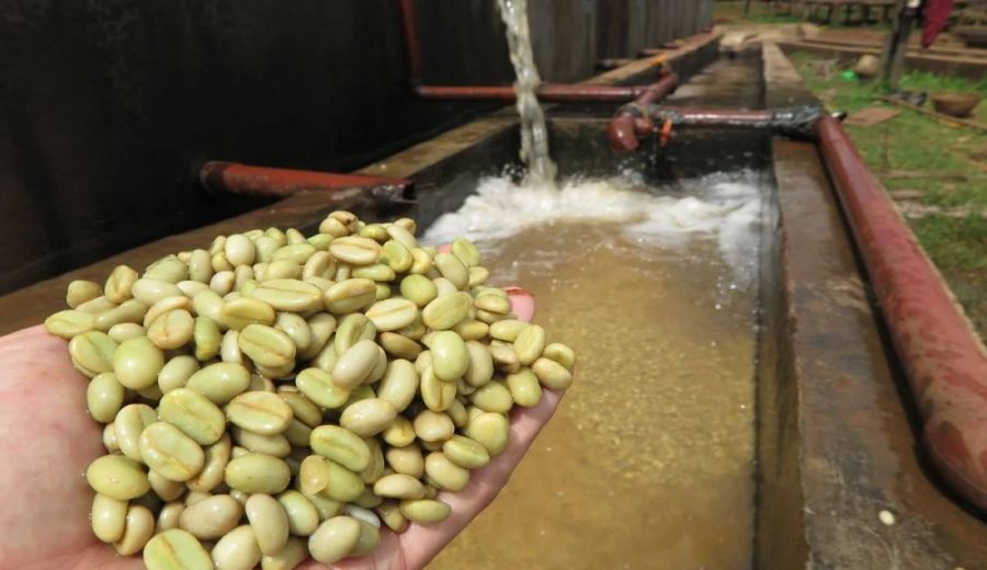 A Comprehensive Guide to Washed Processing: Fermentation Principles, Step-by-Step Details, and Flavor Characteristics
