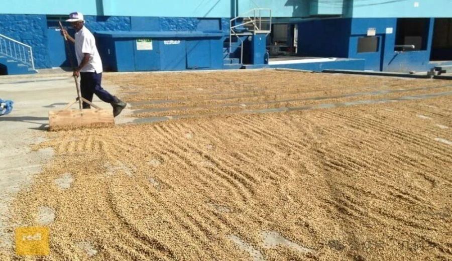 How to Choose Jamaican Blue Mountain Coffee? Learn How to Identify Authenticity, Purchase Channels, and Avoid Common Pitfalls