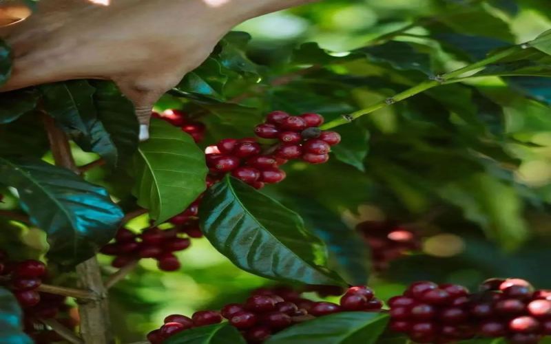 Analysis of Colombian Pink Bourbon: Unraveling the Genetic Mystery & Brewing Recommendations