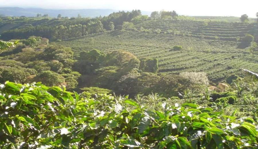 Flavor Profile of Colombian Huila Washed Caturra: The Perfect Combination of High Altitude and Washed Processing