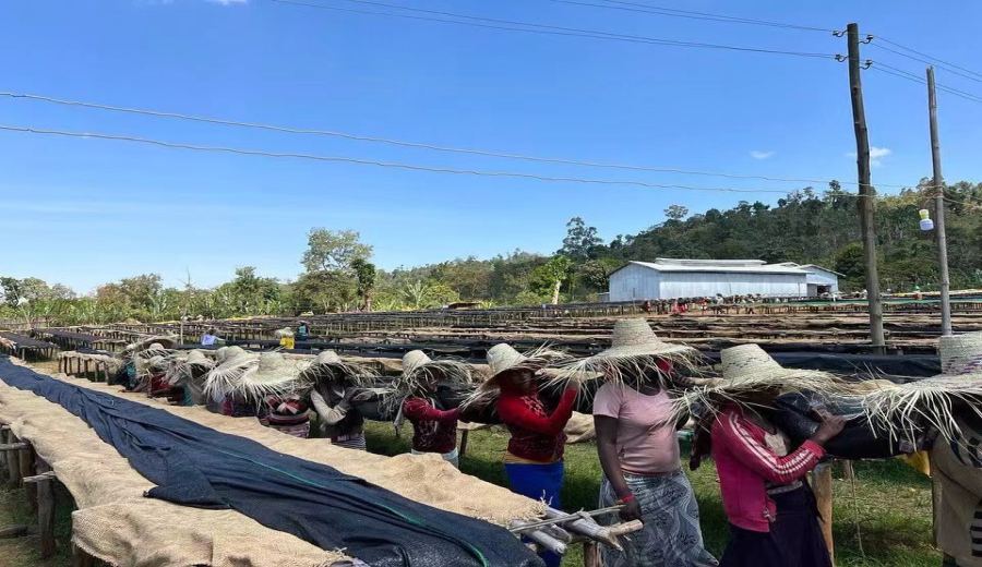 A Complete Guide to the Flavors of Yirgacheffe Coffee: From Legendary Origins to Washed Processing and Pour Over Techniques