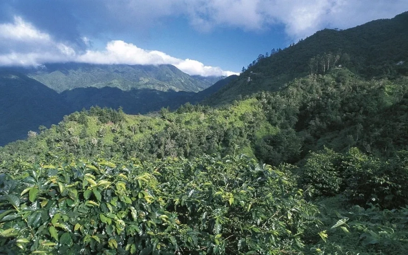 Kenya’s Coffee Production Plummets and New Policies Hit Hard: How Farmers and Exporters Are Responding?